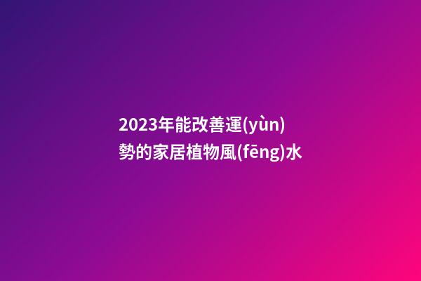 2023年能改善運(yùn)勢的家居植物風(fēng)水