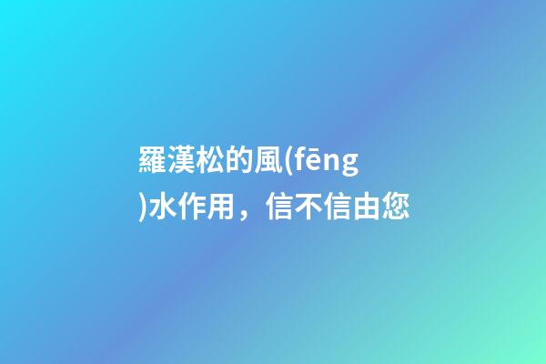 羅漢松的風(fēng)水作用，信不信由您