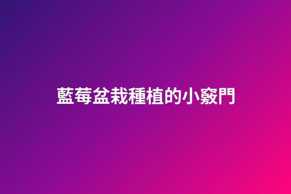 藍莓盆栽種植的小竅門